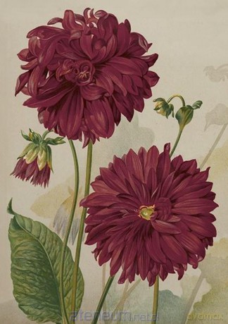 Karnet ST499 B6 + koperta Dalia fioletowa