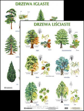 Plansza - Drzewa liściaste, drzewa iglaste [SZKOŁA]