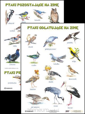 Plansza - Ptaki odlatujące na zimę [SZKOŁA]