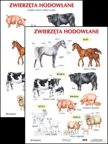 Plansza - Zwierzęta hodowlane [SZKOŁA]