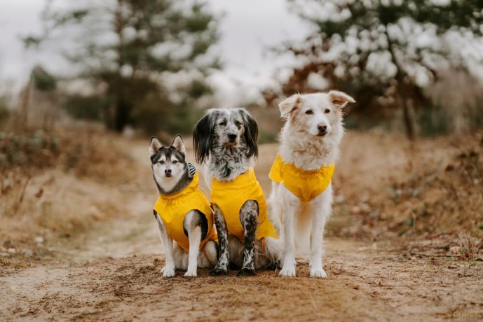 Hunter - Rain coat for dogs Milford 75, yellow
