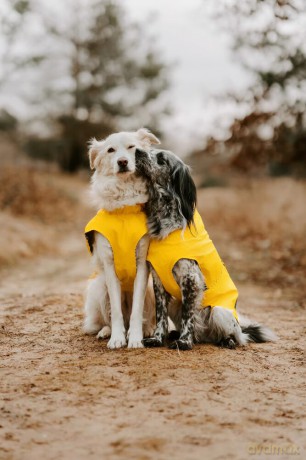 Hunter - Rain coat for dogs Milford 75, yellow