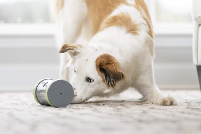 Petsafe - Kibble Chase Treat dispenser - (72984916964)