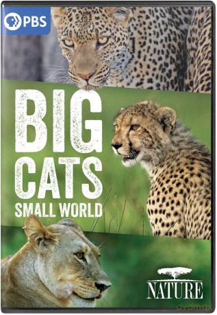 NATURE: Big Cats, Small World DVD [DVD]