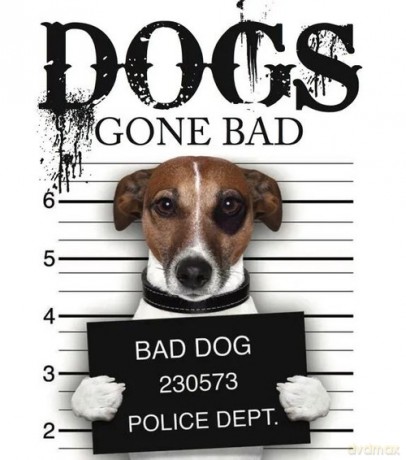 Dogs Gone Bad - Jack Russell [KSIĄŻKA]