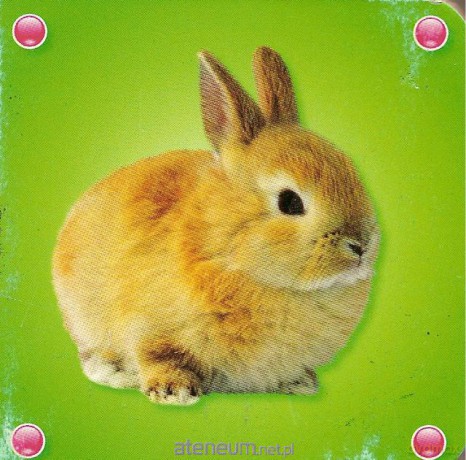Kosteczka - Królik [KSIĄŻKA]