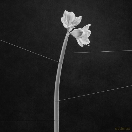 Trentemoller: Dreamweaver [CD]