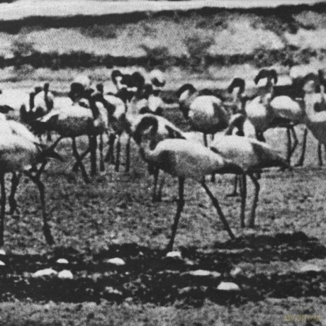 Kellarissa: Flamingo [CD]