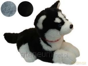 Husky pluszowy leżący 35cm mix