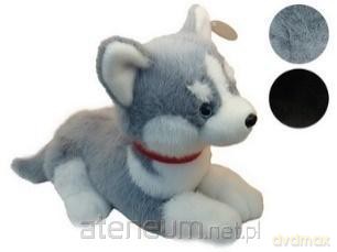 Husky pluszowy leżący 45cm mix
