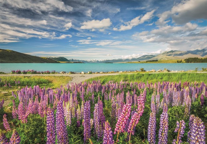 CLEMENTONI 1500 el. COMPACT Lupins at Lake Tekapo [PUZZLE]