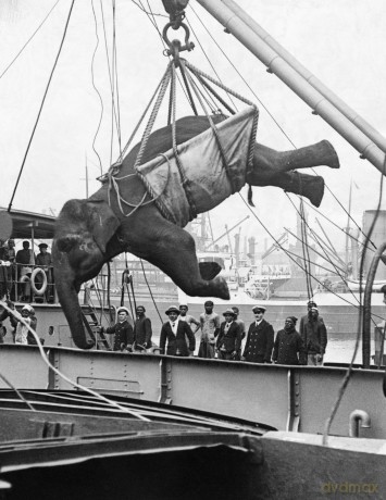 A Training School for Elephants: A powerful story of Africa, from the acclaimed author of The Lost Pianos of Siberia - Sophy Roberts [KSIĄŻKA]