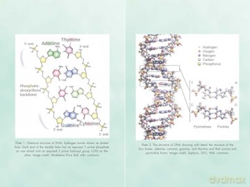 Activating Our 12-Stranded DNA: Secrets of Dodecahedral DNA for Completing Our Human Evolution - Ruslana Remennikova [KSIĄŻKA]