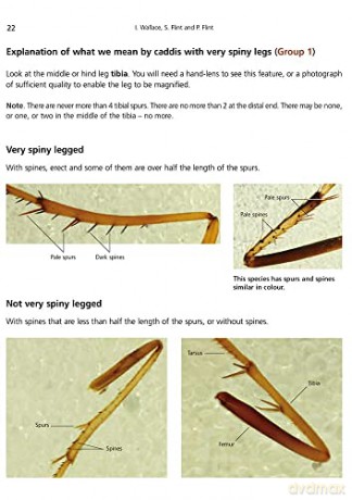 Adult Caddis (Trichoptera) of Britain and Ireland: a Practical Guide (AIDGAP) - Ian Wallace [KSIĄŻKA]