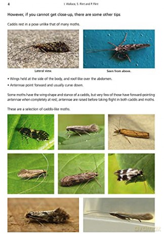 Adult Caddis (Trichoptera) of Britain and Ireland: a Practical Guide (AIDGAP) - Ian Wallace [KSIĄŻKA]