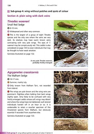 Adult Caddis (Trichoptera) of Britain and Ireland: a Practical Guide (AIDGAP) - Ian Wallace [KSIĄŻKA]