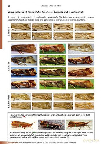 Adult Caddis (Trichoptera) of Britain and Ireland: a Practical Guide (AIDGAP) - Ian Wallace [KSIĄŻKA]