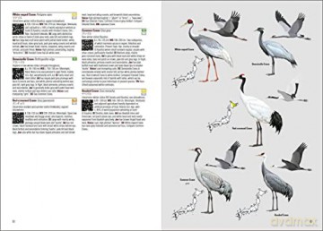 Birds of Japan - Otani Chikara [KSIĄŻKA]