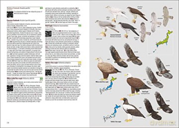 Birds of Japan - Otani Chikara [KSIĄŻKA]