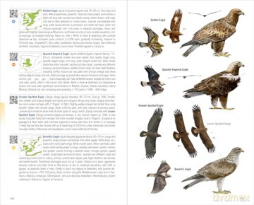 Birds of Spain. 2nd Edition - Eduardo de Juana [KSIĄŻKA]