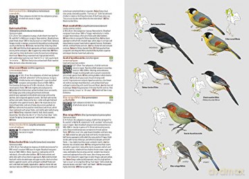Birds of Thailand (Lynx and BirdLife International Field Guides) - Uthai Treesucon [KSIĄŻKA]