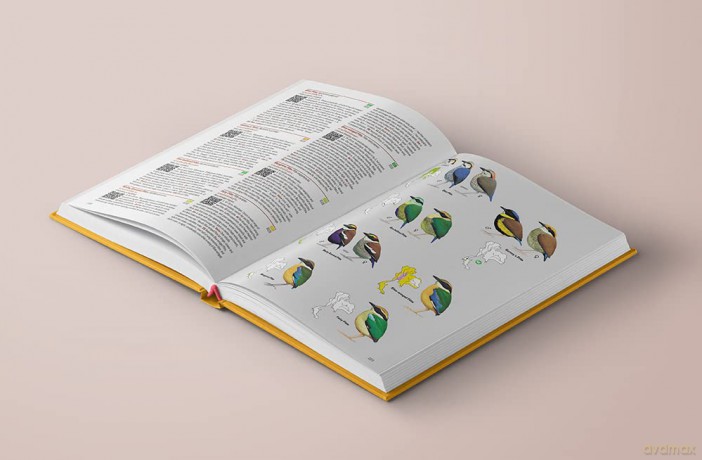Birds of Thailand (Lynx and BirdLife International Field Guides) - Uthai Treesucon [KSIĄŻKA]