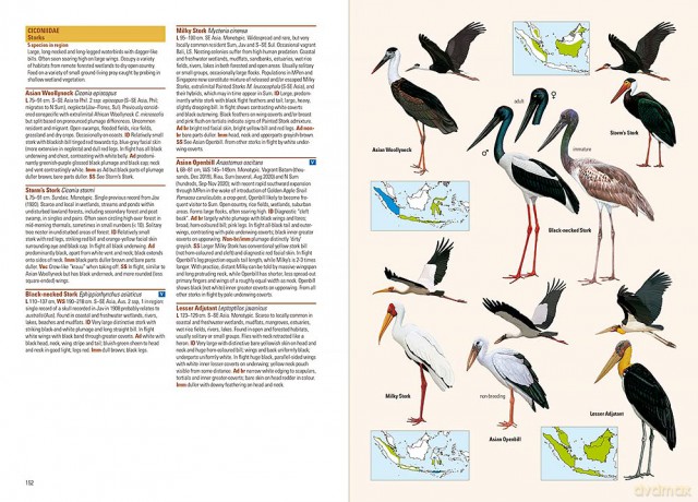 Birds of the Indonesian Archipelago - James A Eaton [KSIĄŻKA]