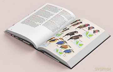 Birds of the Indonesian Archipelago - James A Eaton [KSIĄŻKA]