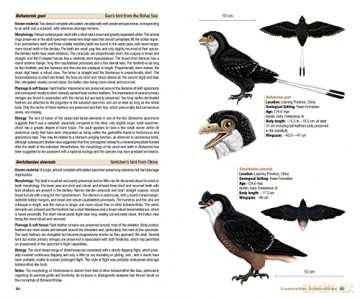 Birds of the Mesozoic - Juan Benito [KSIĄŻKA]