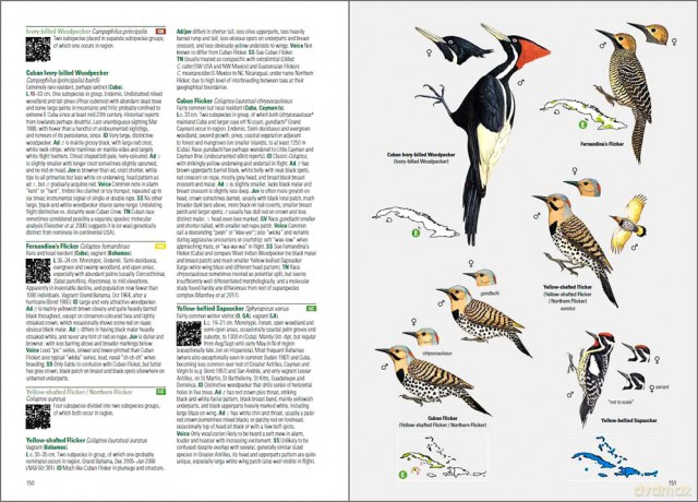 Birds of the West Indies - Guy M Kirwan [KSIĄŻKA]