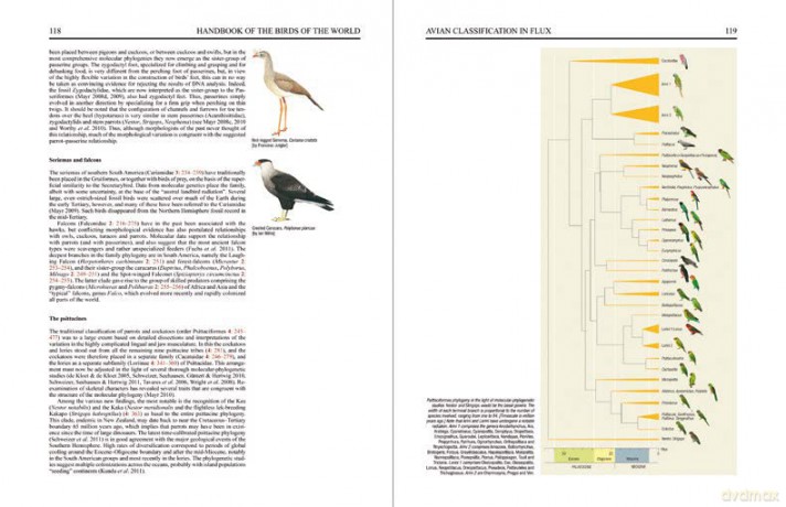 Handbook of the Birds of the World. Special Volume: Special Volume: New Species and Global Index - Josep del Hoyo Calduch [KSIĄŻKA]