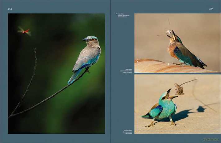 Handbook of the Birds of the World. Special Volume: Special Volume: New Species and Global Index - Josep del Hoyo Calduch [KSIĄŻKA]