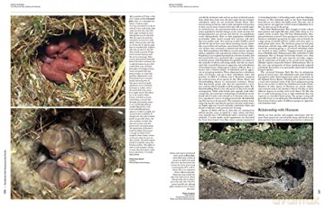 Handbook of the Mammals of the World. Rodents II: 7 - Don E. Wilson [KSIĄŻKA]
