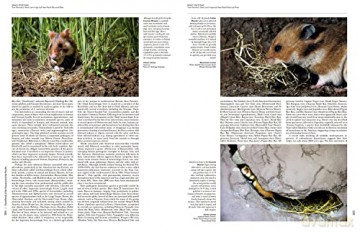Handbook of the Mammals of the World. Rodents II: 7 - Don E. Wilson [KSIĄŻKA]