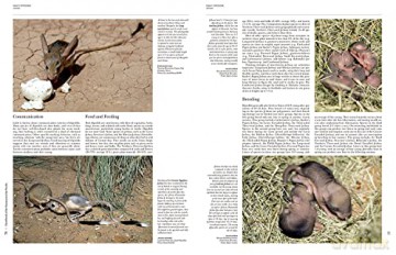 Handbook of the Mammals of the World. Rodents II: 7 - Don E. Wilson [KSIĄŻKA]