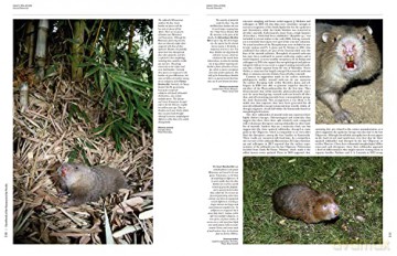 Handbook of the Mammals of the World. Rodents II: 7 - Don E. Wilson [KSIĄŻKA]