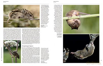 Handbook of the Mammals of the World. Rodents II: 7 - Don E. Wilson [KSIĄŻKA]