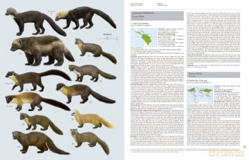 Handbook of the Mammals of the World. Vol.1 (Handbook of Mammals of the World) - Don E Wilson [KSIĄŻKA]