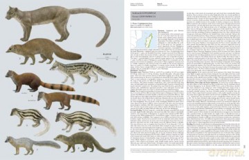 Handbook of the Mammals of the World. Vol.1 (Handbook of Mammals of the World) - Don E Wilson [KSIĄŻKA]