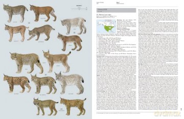 Handbook of the Mammals of the World. Vol.1 (Handbook of Mammals of the World) - Don E Wilson [KSIĄŻKA]