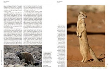 Handbook of the Mammals of the World. Vol.1 (Handbook of Mammals of the World) - Don E Wilson [KSIĄŻKA]