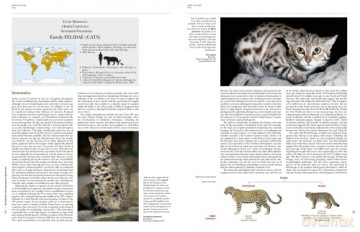 Handbook of the Mammals of the World. Vol.1 (Handbook of Mammals of the World) - Don E Wilson [KSIĄŻKA]