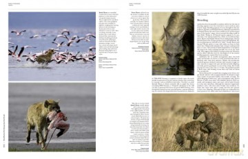 Handbook of the Mammals of the World. Vol.1 (Handbook of Mammals of the World) - Don E Wilson [KSIĄŻKA]
