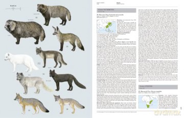 Handbook of the Mammals of the World. Vol.1 (Handbook of Mammals of the World) - Don E Wilson [KSIĄŻKA]