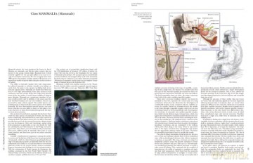 Handbook of the Mammals of the World. Vol.1 (Handbook of Mammals of the World) - Don E Wilson [KSIĄŻKA]