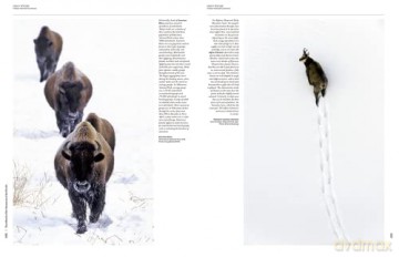 Handbook of the Mammals of the World. Vol.2: v. 2 - Don E Wilson [KSIĄŻKA]