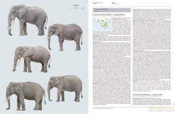 Handbook of the Mammals of the World. Vol.2: v. 2 - Don E Wilson [KSIĄŻKA]