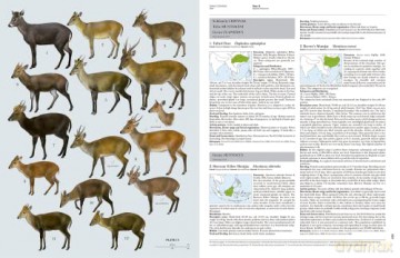 Handbook of the Mammals of the World. Vol.2: v. 2 - Don E Wilson [KSIĄŻKA]