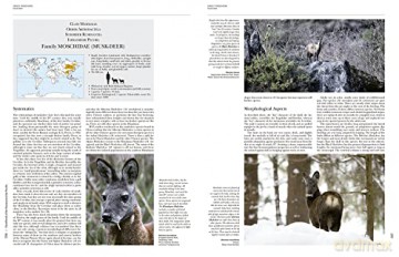 Handbook of the Mammals of the World. Vol.2: v. 2 - Don E Wilson [KSIĄŻKA]