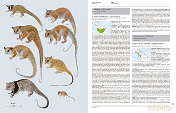 Handbook of the Mammals of the World. Vol.5: Volume 5 - Don E Wilson [KSIĄŻKA]